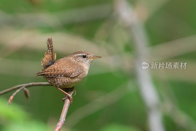 欧洲鹪鹩(Troglodytes Troglodytes)